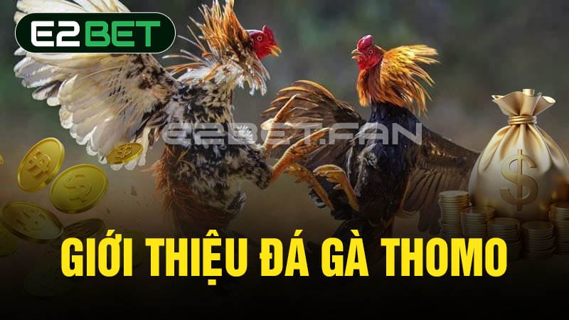 Giới thiệu đá gà Thomo