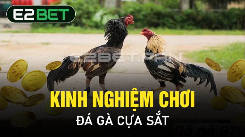 Kinh nghiệm chơi đá gà cựa sắt