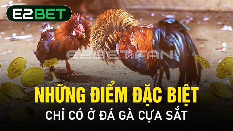 Những điểm đặc biệt chỉ có ở đá gà cựa sắt