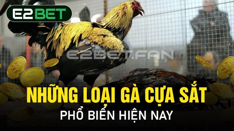 Những loại gà cựa sắt phổ biến hiện nay